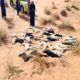 «مبكية الحصني» تقتل ستين خروفاً في حائل